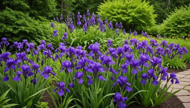vivaces à fleurs violettes résistantes au froid