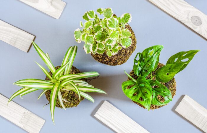 Embellissez_votre_maison_avec_des_plantes_exotiques_d_extérieur